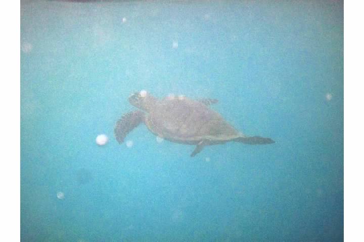 Sea turtle at Mosquito Pier...don't mind the noise from the contrast boost...