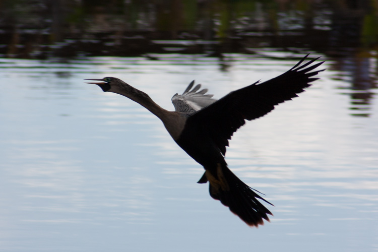 American ahingha in flight. The bird was a bit underexposed, but I liked the silhouette image that resulted. Straightened and slightly cropped in Photoshop Elements.