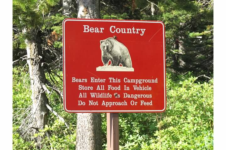 Judging from the fact that the park's advice is to store food in vehicles, it seems Glacier's bears aren't quite as much as a nuisance as Yosemite's, where that would be bad advice indeed