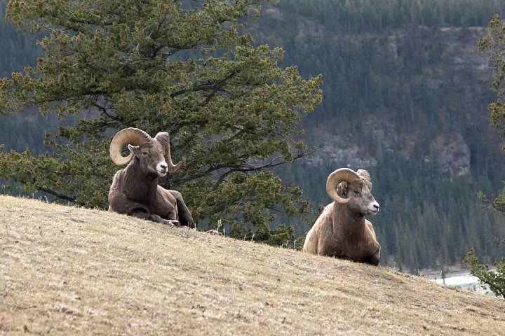 Big Horn Sheep resting in the middle of a trail in Jasper National Park, Alberta