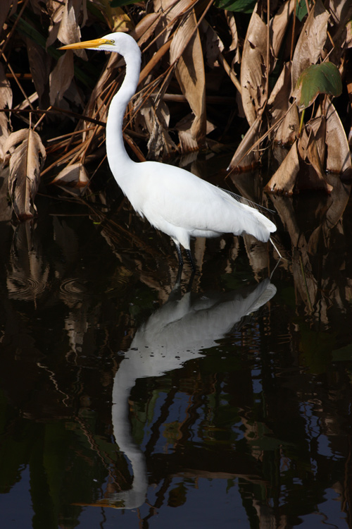 Great egret hunting in the wetlands. I aimed to capture the bird's reflection. Exposure with egrets can be challenging because the bird's plumage is so much lighter than its surroundings. In this particular case, the exposure came out well straight out of the camera, but I often have to tweak the exposure in Photoshop Elements to avoid blown highlights (overexposed) or the bird looking gray rather than white (underexposed)