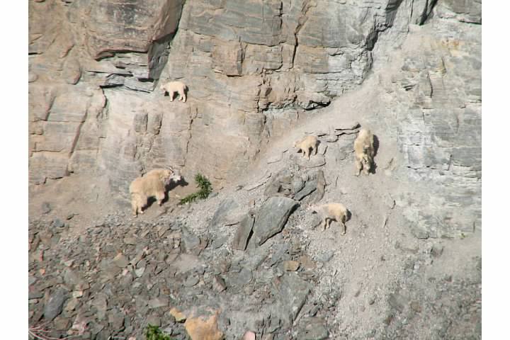 Mountain goats including one sure-footed kid congregate at a 