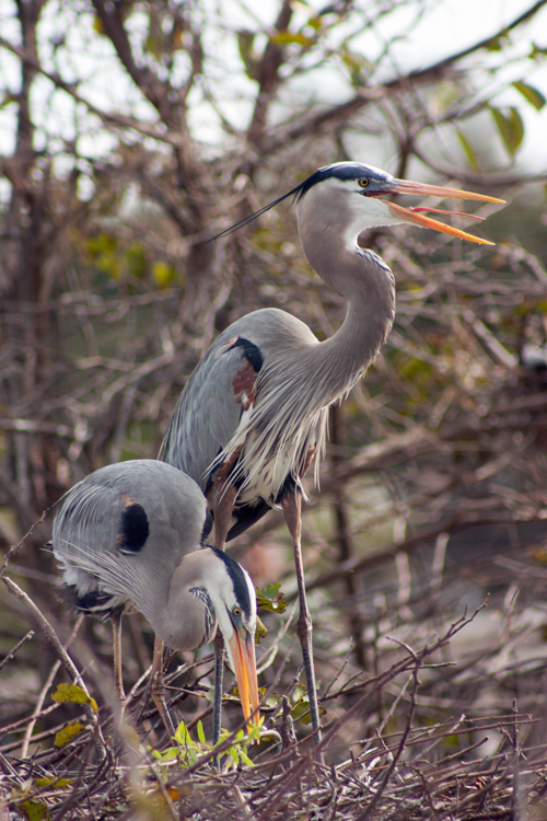 The same breeding herons with slightly better light, though the angle still wasn't ideal. Unfortunately when photographing from a boardwalk, your options for getting a better angle are limited! Love the heron's tongue though. More than any other bird, Great Blue Herons remind me of dinosaurs.