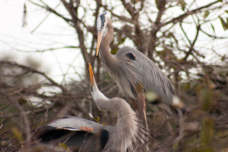 Great blue herons building a nest. I believe the male typically brings material and the female works it into the nest. I like the poses in the photo, but the bland lighting at the moment let the image down a little.