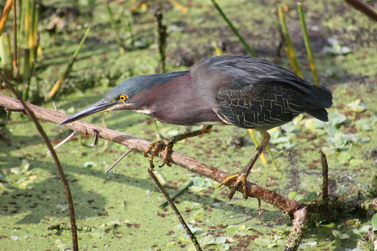 Green heron hunting. If not for the twig at left, I'd say it's one of my favorite bird images.
