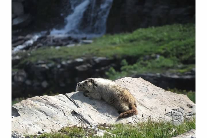 Hoary marmot and pup