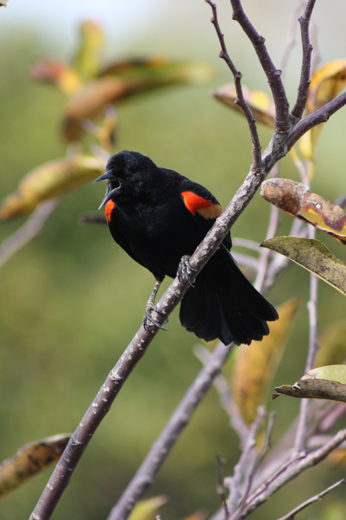 Male red-winged blackbird calling. Lowell Silverman photography, 2011
