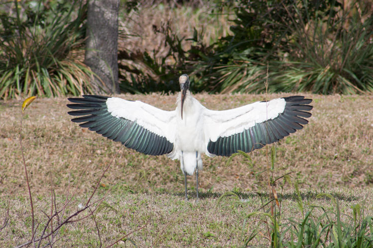 Wood stork flaring for a landing. I acquired the bird on approach; it was easy to track since it was moving towards me, not across my field of vision. I was ready to shoot at the perfect moment. Well, except for the foreground foliage, it's a pleasing shot. Exposure adjusted slightly for the white body and photo slightly cropped.