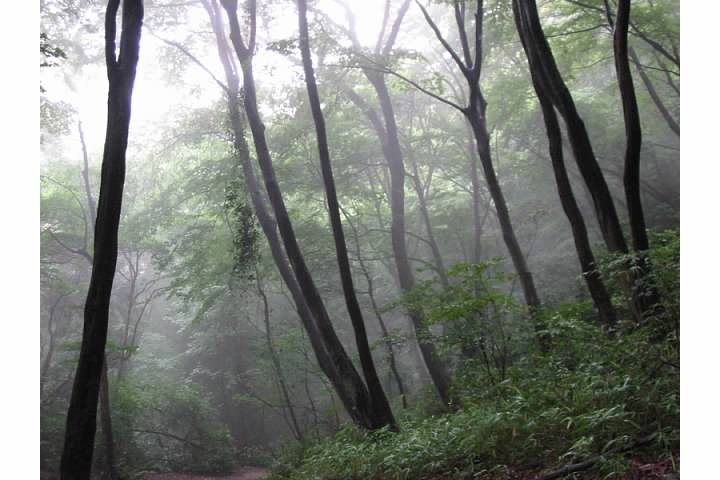 Misty forest on Daimonji-yama