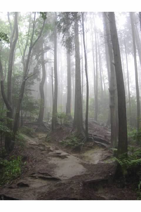 Ethereal forest on Daimonji-yama