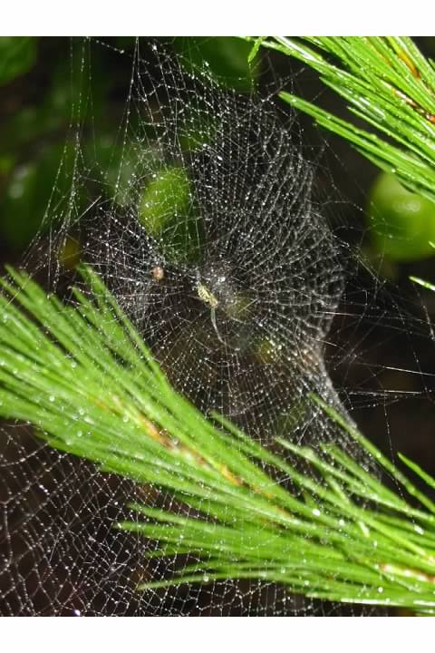 Spider web near the summit