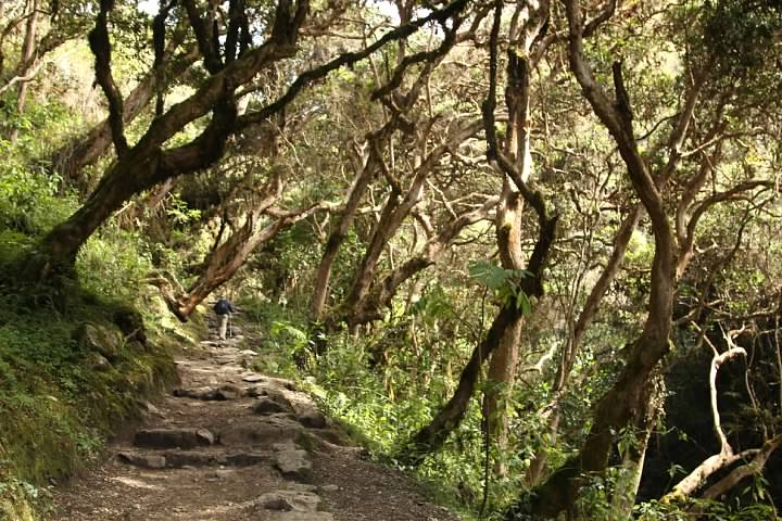 The Inca Trail passes through the cloud forest