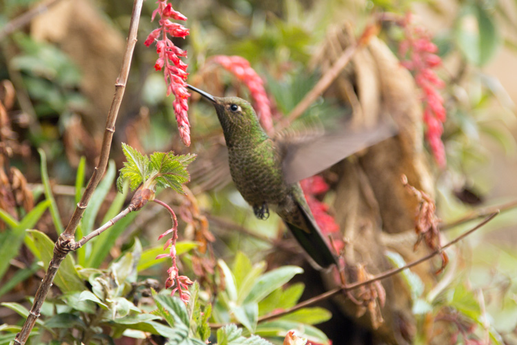 Inca-Trail-Horiz-Hummingbird