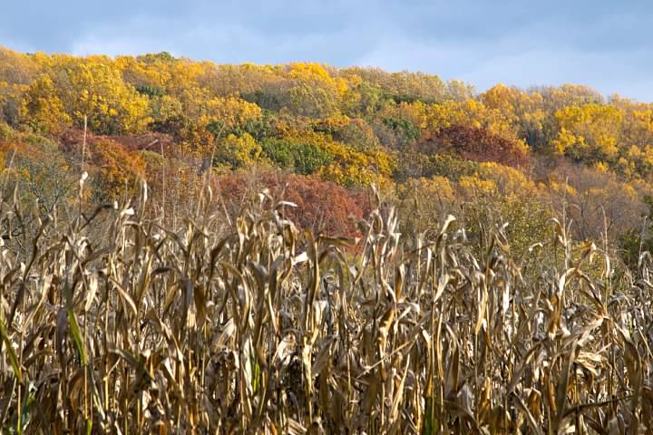 Colors on a hillside overlooking a cornfield at the Woodlawn Tract, now part of First State National Historic Park. 30 October 2014