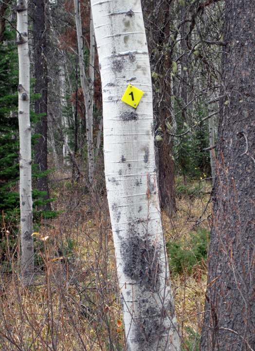 The trail is marked by yellow diamonds with the number 1