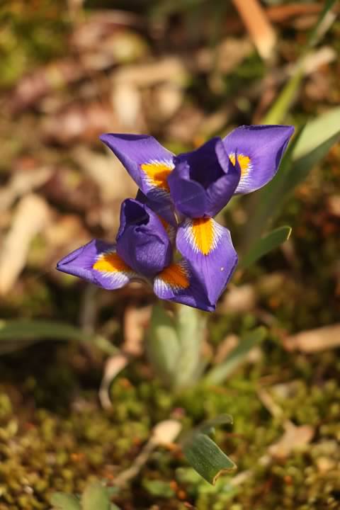 7 Dwarf Iris