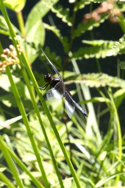 7July720Dragonfly